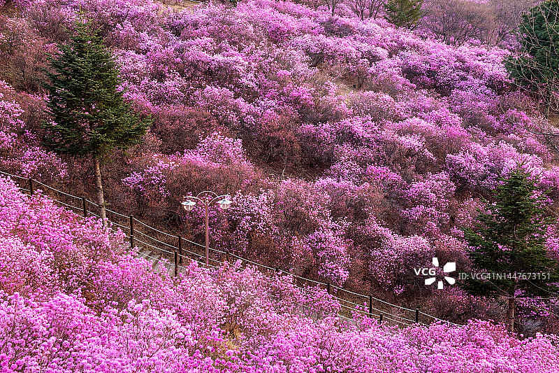 京畿道富川市元美山杜鹃花图片素材
