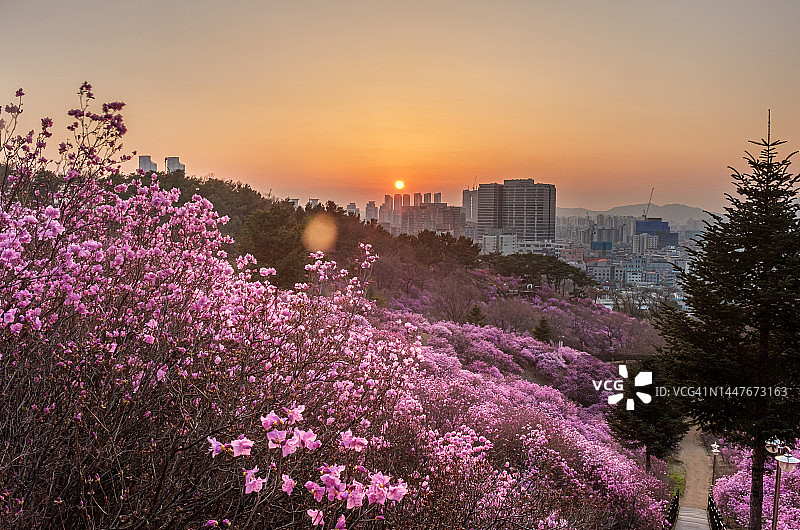 京畿道富川市元美山杜鹃花图片素材