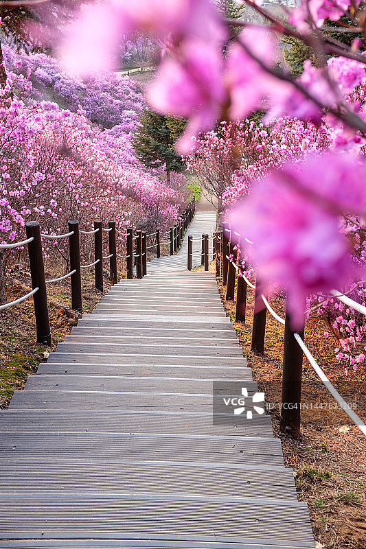 京畿道富川市元美山杜鹃花图片素材