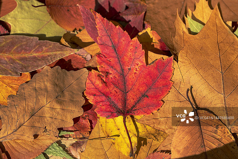 秋季韩国枫叶背景图片素材
