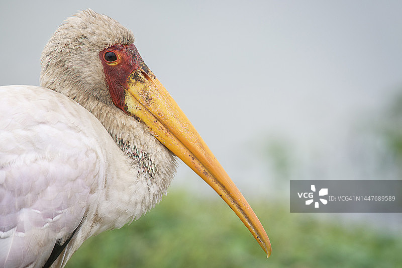 内罗毕公园里的黄鹳鸟美丽侧影图片素材