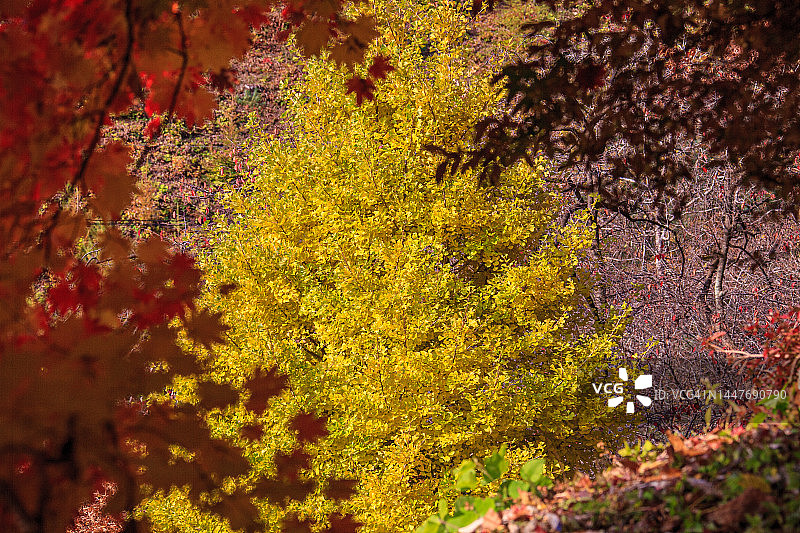 京畿道南杨州市妙寂寺图片素材