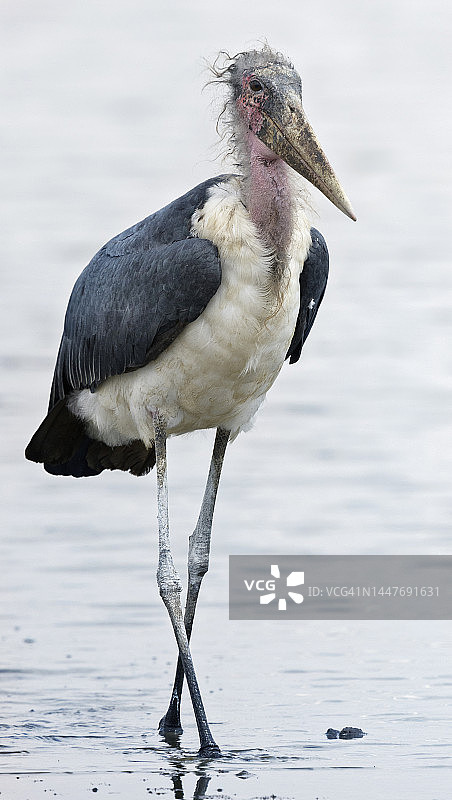 肯尼亚内罗毕国家公园里有趣的蓬松非洲秃鹳肖像图片素材