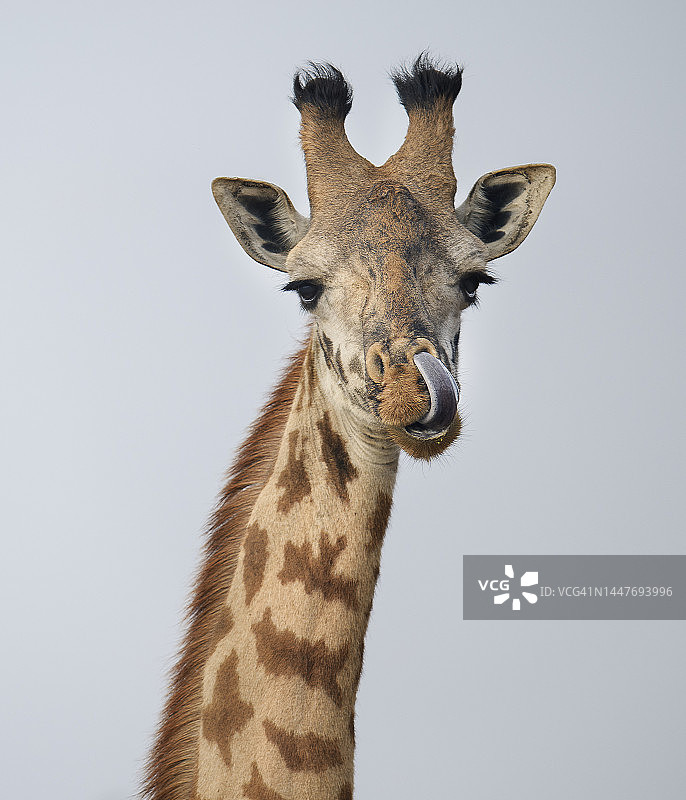 内罗毕国家公园里吐舌头的滑稽长颈鹿头像照片图片素材