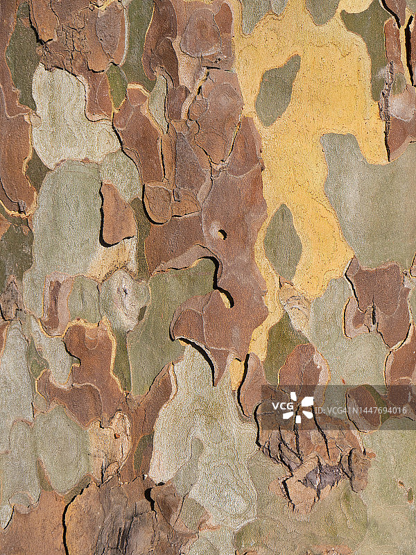 阿宾登牛津郡树上彩色树皮的特写图片素材