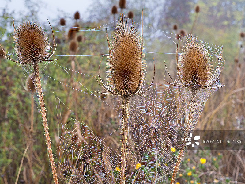牛蒡和蜘蛛网，牛津郡米尔顿公园的雾蒙蒙的早晨图片素材