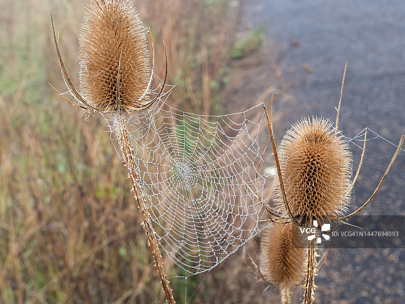 牛蒡和蜘蛛网，牛津郡米尔顿公园的雾蒙蒙的早晨图片素材