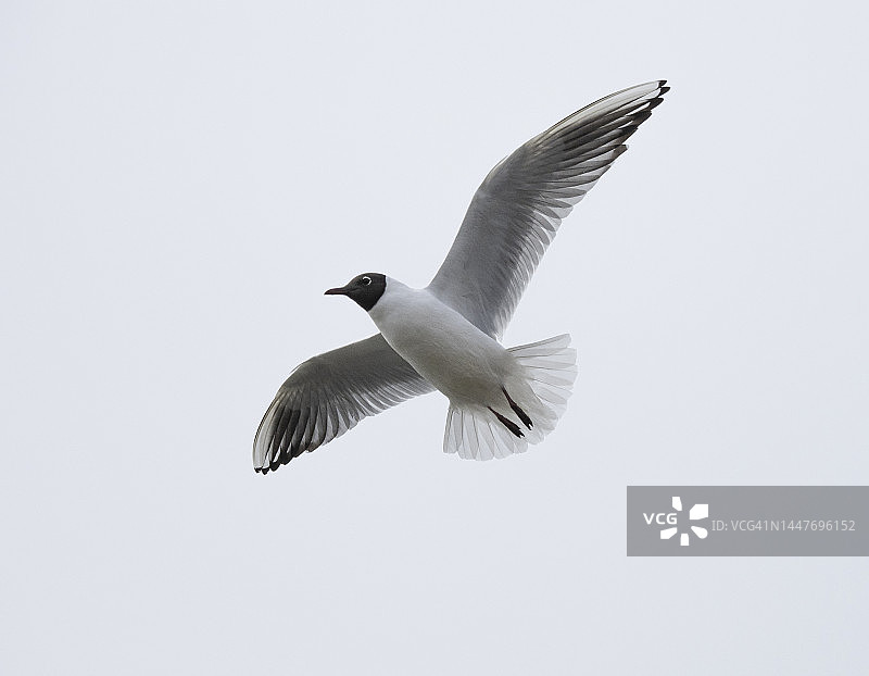 飞行中的黑头鸥，英国多塞特图片素材