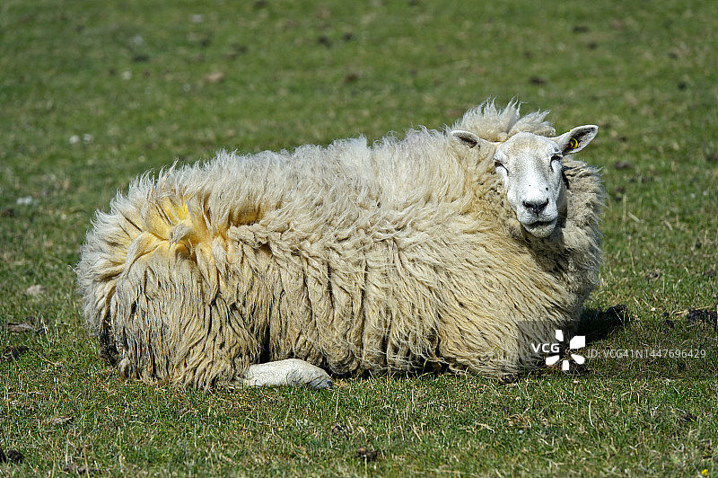 特塞尔绵羊在德国石勒苏益格-荷尔斯泰因州韦斯特海弗的北海沿岸沼泽地的牧场上休息图片素材