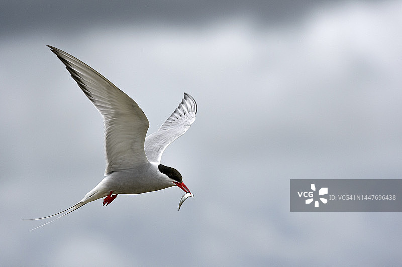 在德国石勒苏益格-荷尔斯泰因州北海海岸，飞行的北极燕鸥（Sterna paradisaea）嘴里叼着小鱼图片素材