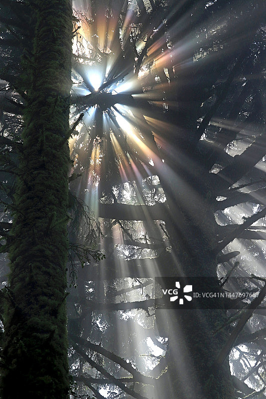 励志阳光透过森林树木图片素材