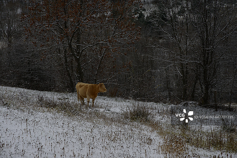 法国东比利牛斯山的奶牛图片素材