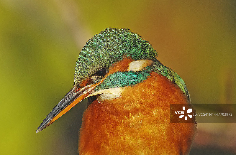 翠鸟[阿尔塞多]图片素材