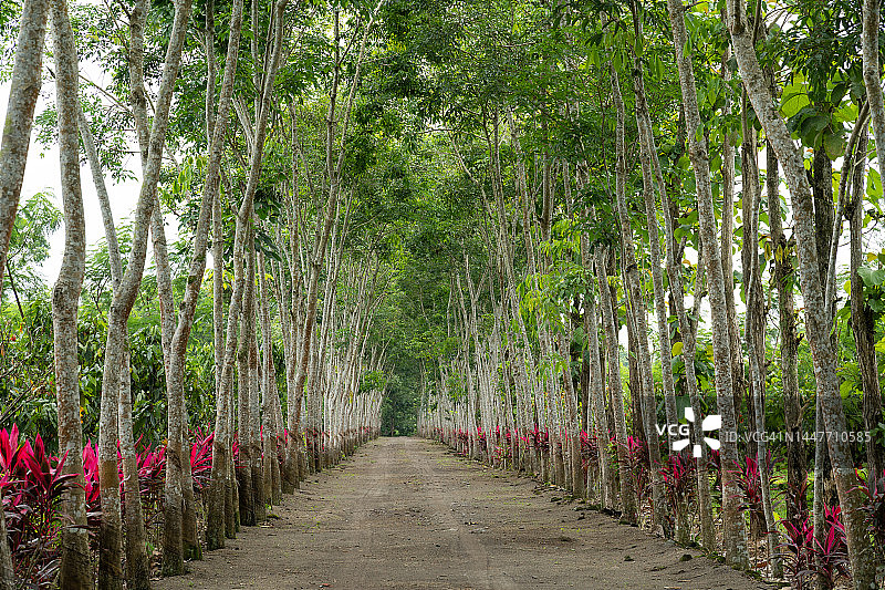 乡间小路图片素材
