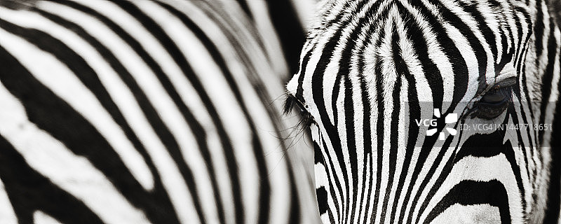 内罗毕国家公园的斑马眼睛和条纹特写，肯尼亚图片素材