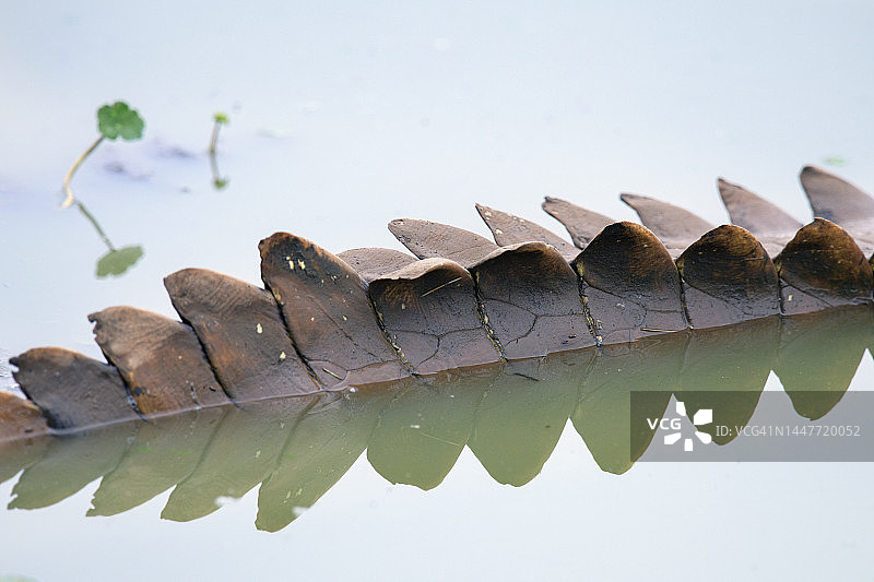 内罗毕公园的鳄鱼尾巴艺术，肯尼亚图片素材