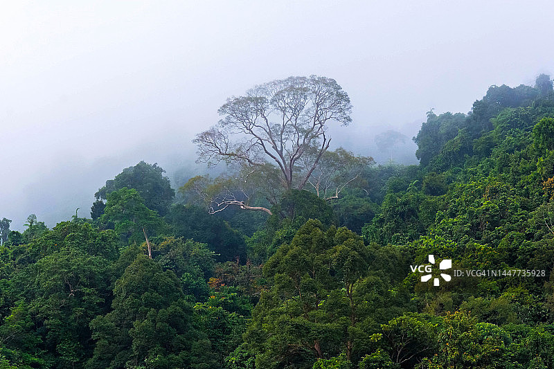 马来西亚沙捞越卡皮雾气缭绕的热带雨林图片素材