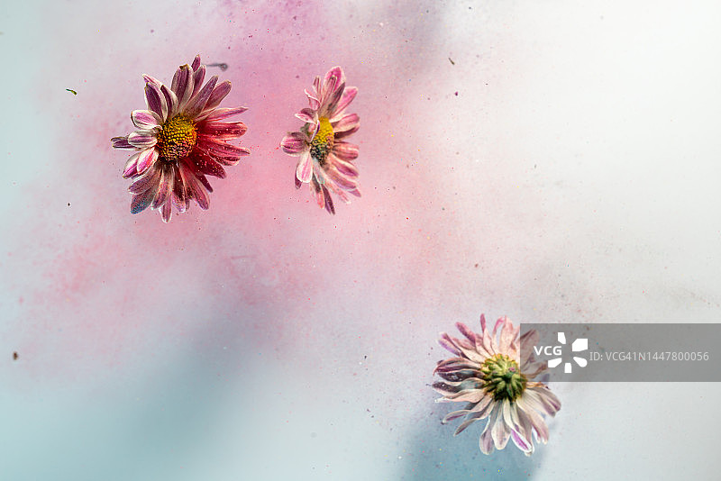 白色背景中飞舞的雏菊花与彩色粉末图片素材