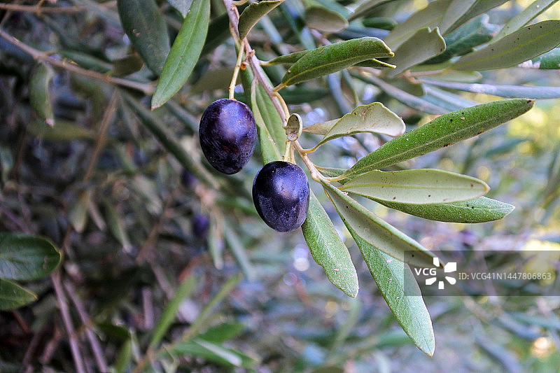 橄榄树枝上生长的两颗黑色橄榄图片素材