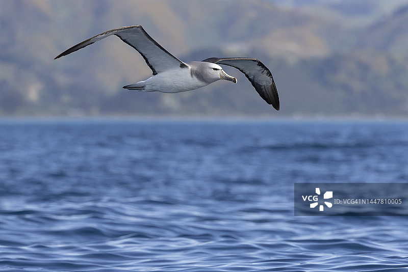 萨尔温氏鹱图片素材