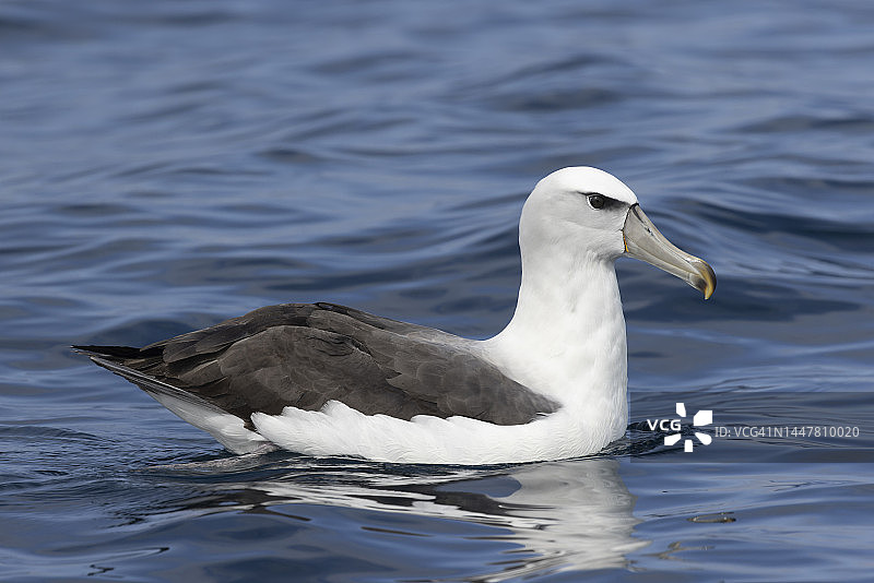 白帽信天翁图片素材