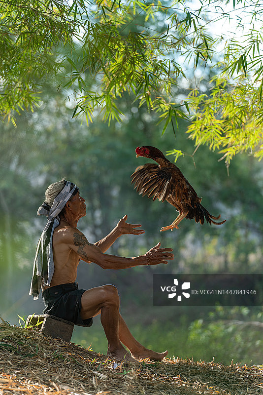 亚洲乡村生活：斗鸡训练师在泰国沙功那空东北部的森林里饲养和训练他的公鸡，依善人的生活方式图片素材