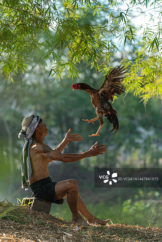 亚洲乡村生活：斗鸡训练师在泰国沙功那空东北部的森林里饲养和训练他的公鸡，依善人的生活方式图片素材