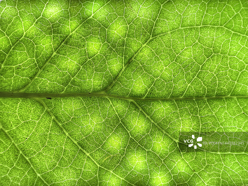 带水滴的热带植物大绿叶特写：生态可持续背景图片素材