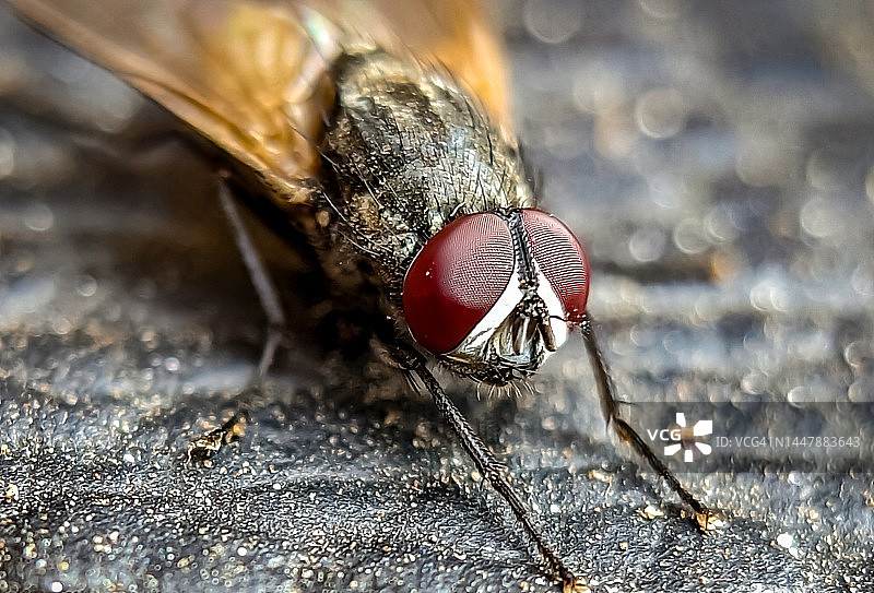 家蝇微距摄影图片素材