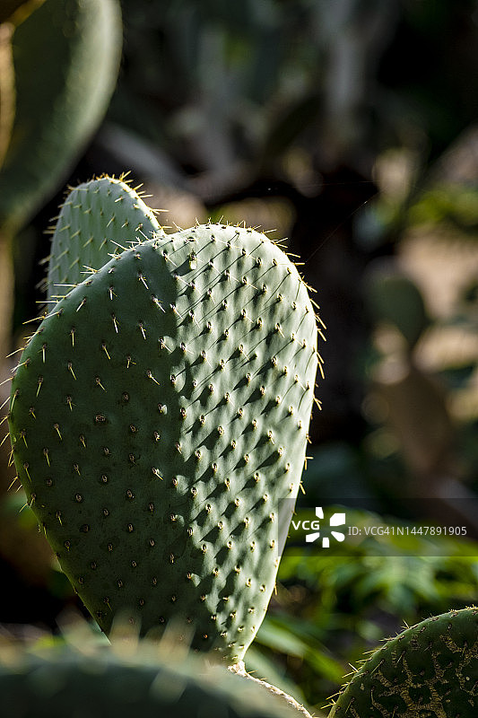墨西哥沙漠中的仙人掌图片素材