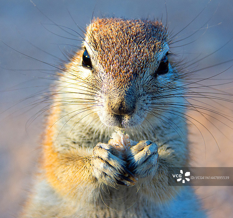 南非，正在吃东西的开普敦地松鼠特写图片素材