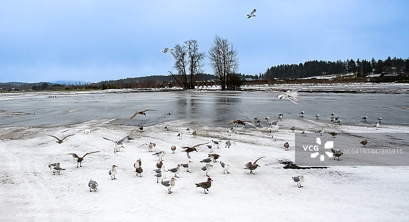 加拿大不列颠哥伦比亚省奥肯那根山谷基洛纳市冰冻湖面上的海鸥图片素材