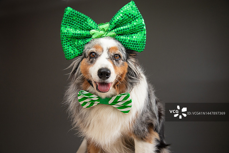 为圣帕特里克节打扮的迷你澳大利亚牧羊犬肖像图片素材