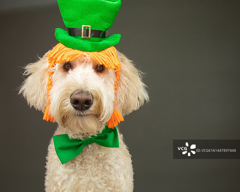 打扮成爱尔兰小妖精的白色拉布拉多犬，庆祝圣帕特里克节图片素材
