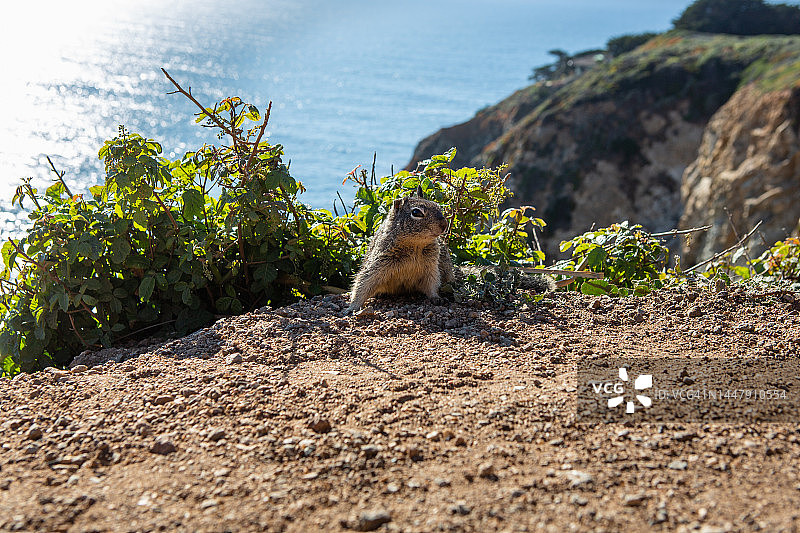 在海岸背景下吃东西的加州地松鼠图片素材