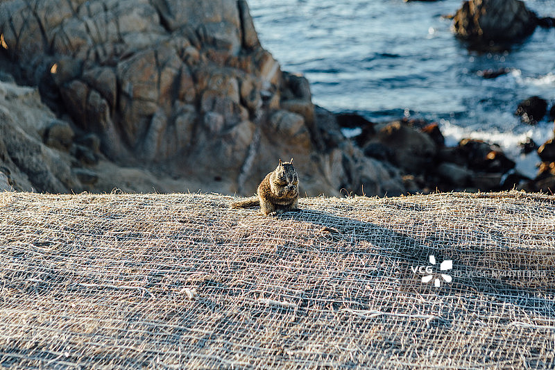 在海岸背景下吃东西的加州地松鼠图片素材
