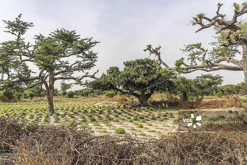 西非冈比亚吉纳克岛上的大麻种植图片素材