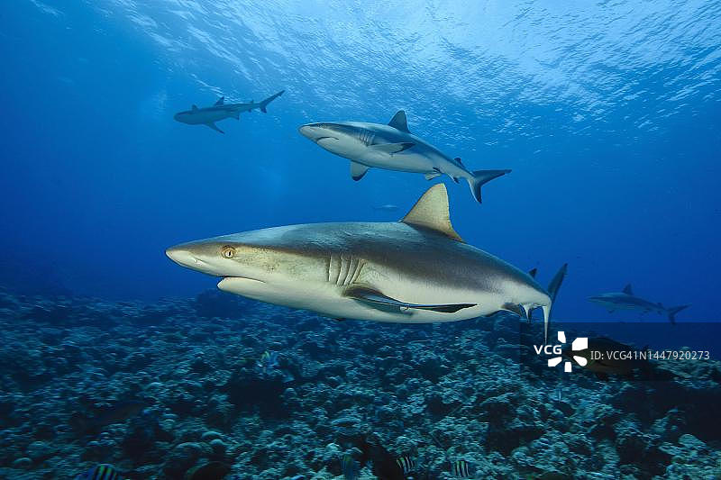 加罗林群岛雅浦岛珊瑚礁上的灰礁鲨图片素材