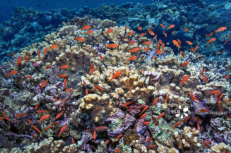 小鱼群：海金鱼群游弋在石珊瑚礁石上（埃及，库赛尔，红海）图片素材