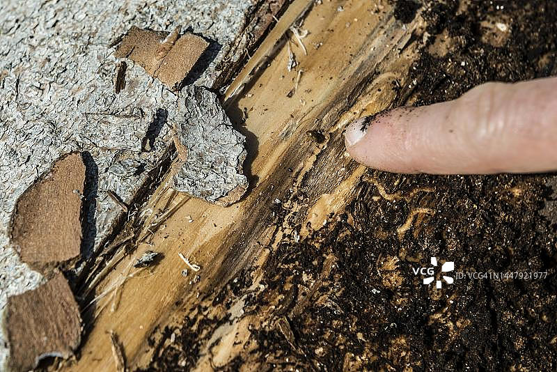 气候变化、高温、树皮甲虫侵扰：德国黑森林霍岑瓦尔德图片素材