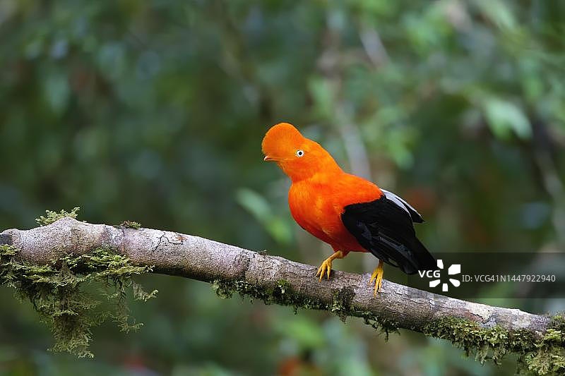 马努国家公园云雾林中的雄性安第斯动冠伞鸟图片素材