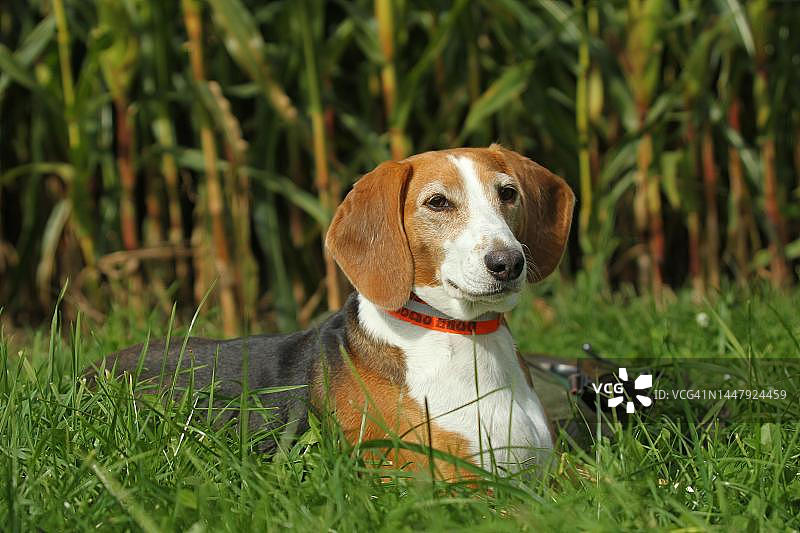 猎犬德国布拉克犬，阿尔高，巴伐利亚，德国图片素材