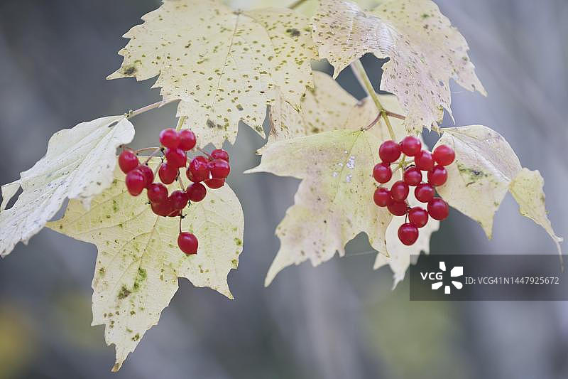 德国莱茵兰-普法尔茨秋叶中的欧洲荚蒾（Viburnum opulus）果实图片素材