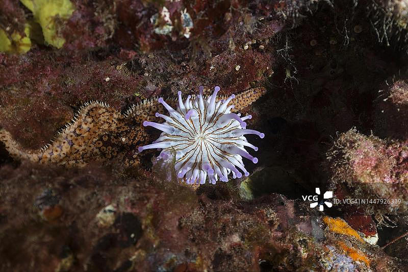 棍端海葵(Telmatactis cricoides),兰萨罗特岛,西班牙加那利群岛图片素材