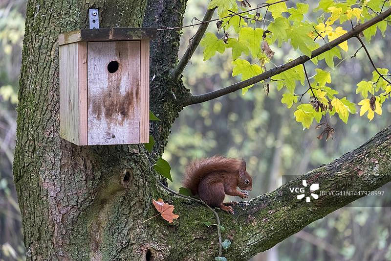 坐在树枝上吃东西的松鼠，明斯特兰，北莱茵-威斯特法伦，德国图片素材