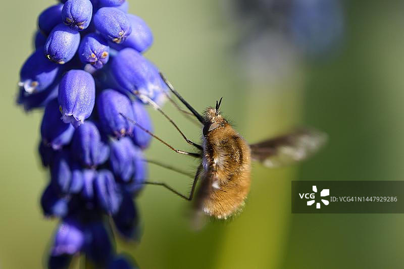 德国北莱茵-威斯特法伦州大蜂蝇采蜜图片素材