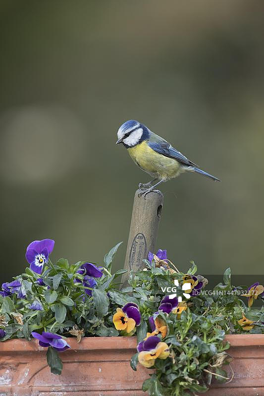 英国萨福克郡，花园花盆中的蓝山雀图片素材
