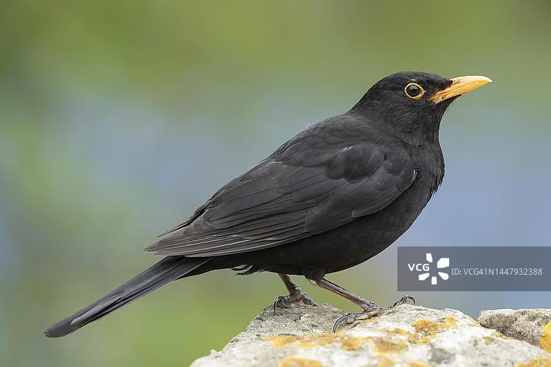 欧洲乌鸫成年雄鸟栖息在岩石上，英国萨福克图片素材