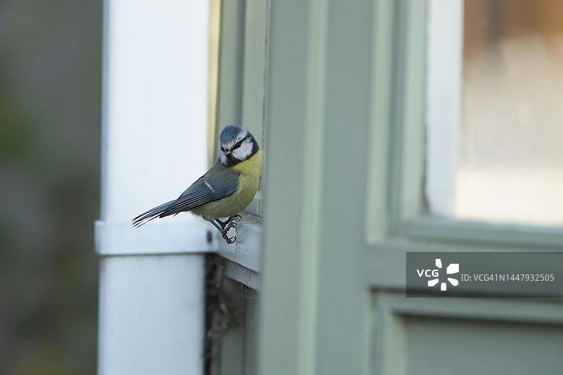 蓝山雀成年鸟在英国温室窗台上图片素材