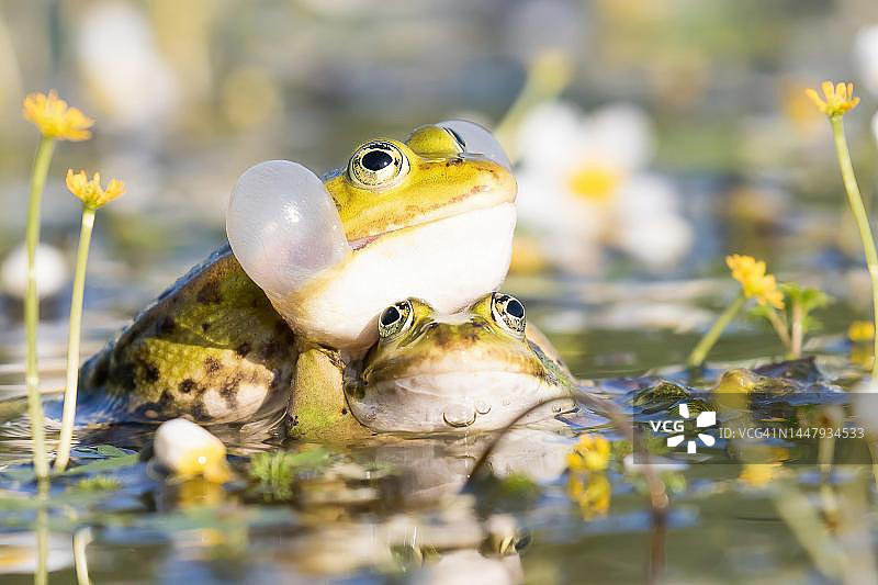 德国黑森州水中交配的绿青蛙图片素材